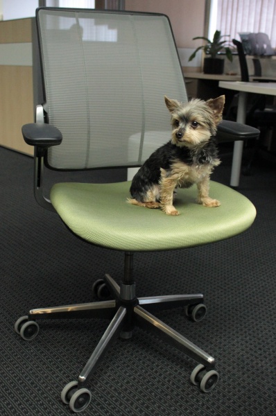 Hired! Otis, Chair Tester